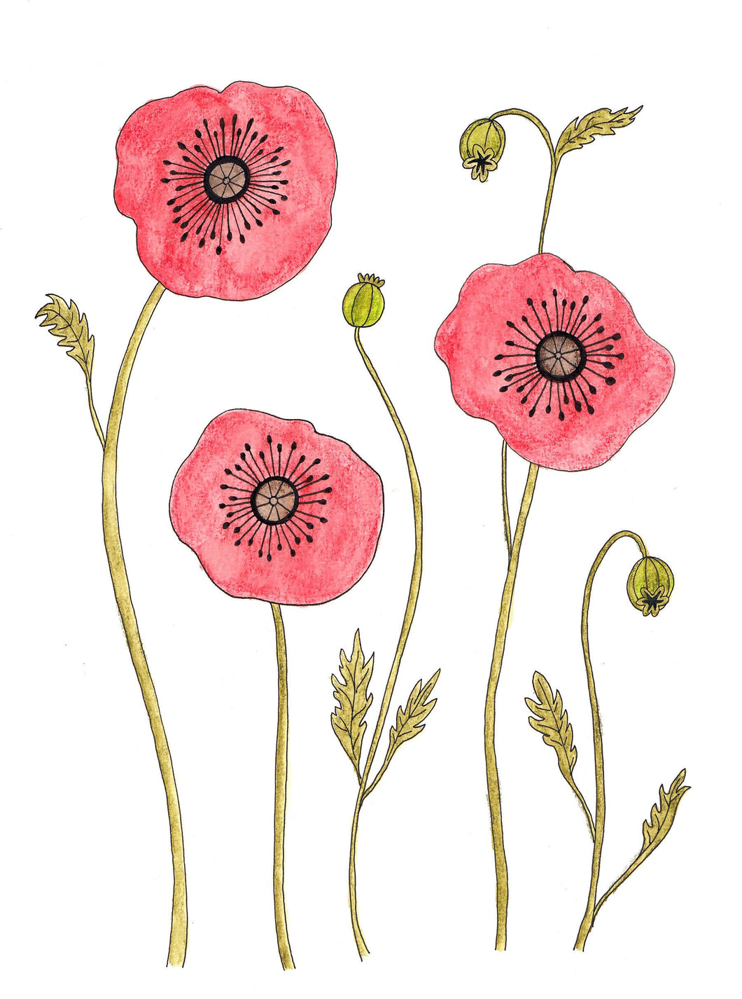 Poppies Illustration